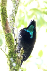 Ptiloris paradiseus