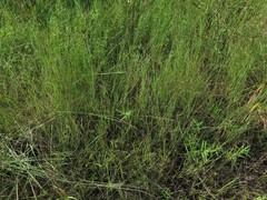 Aristida ramosissima