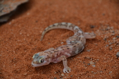 Pachydactylus vanzyli