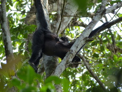 Ateles marginatus