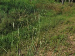 Aristida ramosissima