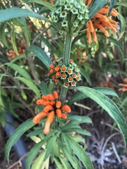 Leonotis leonurus