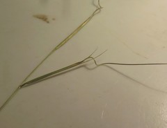 Aristida ramosissima