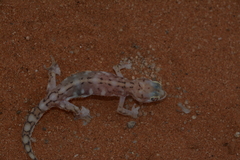 Pachydactylus vanzyli