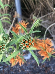 Leonotis leonurus