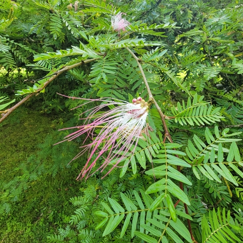 Calliandra, 2025-07-17