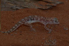 Pachydactylus vanzyli