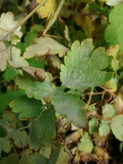 Erysiphe macleayae