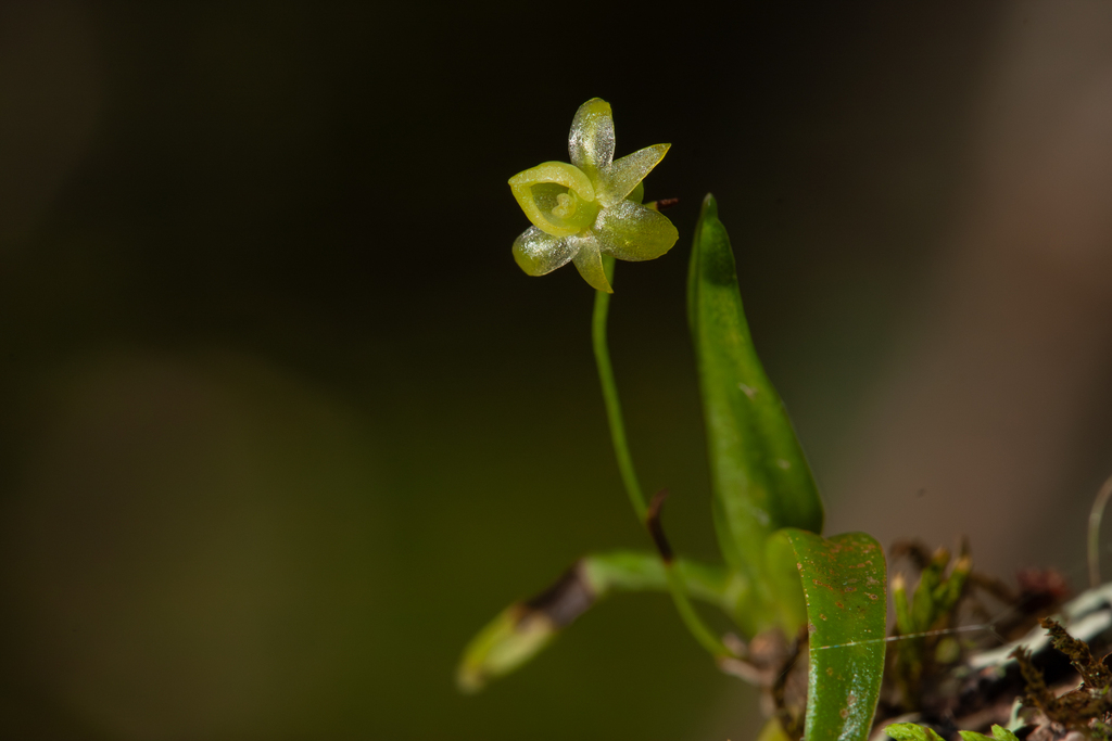 Angraecum parvulum Ayres ex S.Moore