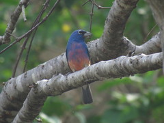 Passerina rositae