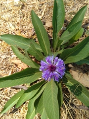 Linzia gerberiformis