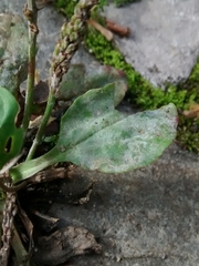 Podosphaera plantaginis