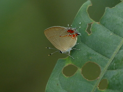 Calycopis lerbela
