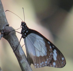 Amauris ochlea ochlea