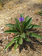 Linzia gerberiformis