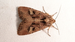 Trigonophora jodea