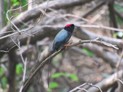 Chiroxiphia linearis