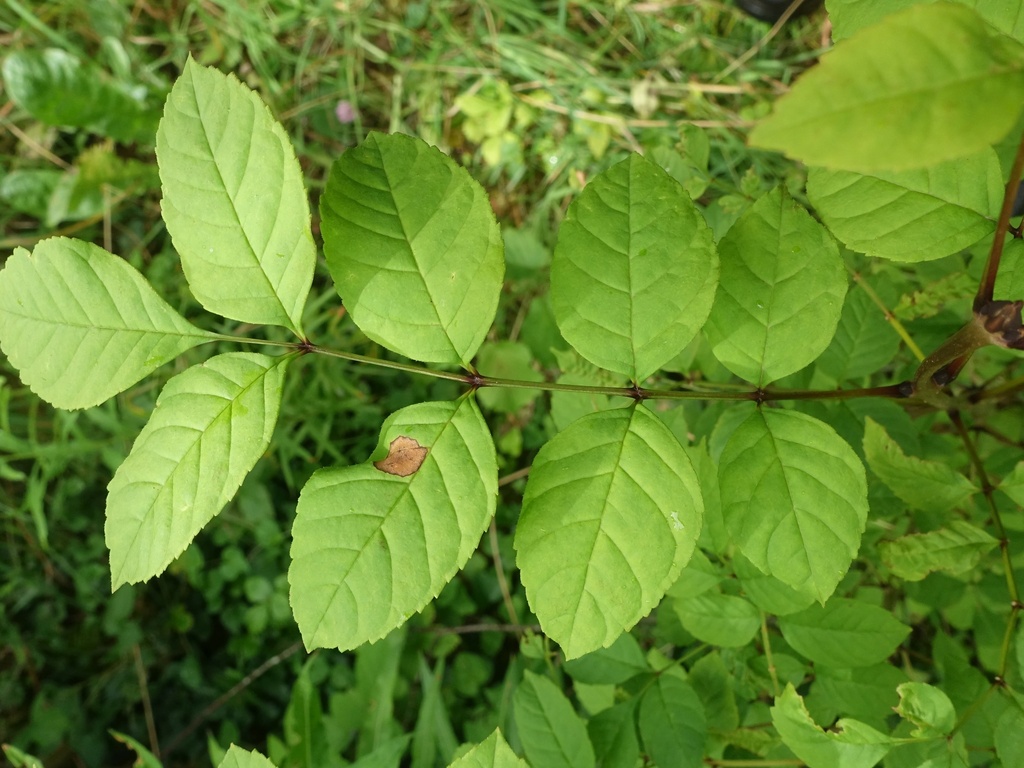 Ascochyta metulispora