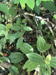 Micrurus altirostris