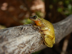 Exerodonta xera