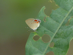 Calycopis lerbela
