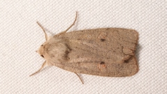 Xestia castanea