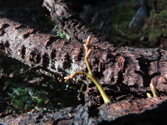 Arceuthobium tsugense