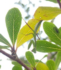 Hierodula pistillinota