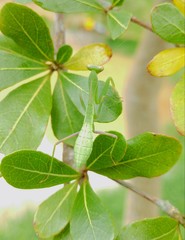 Hierodula pistillinota