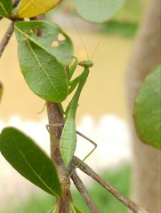 Hierodula pistillinota