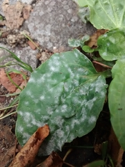 Podosphaera plantaginis