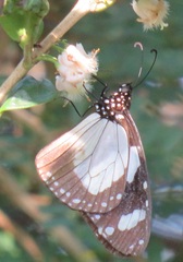 Amauris ochlea ochlea