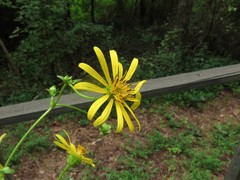 Silphium perfoliatum perfoliatum
