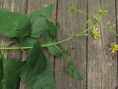 Silphium perfoliatum perfoliatum