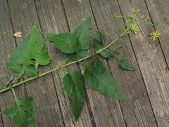 Silphium perfoliatum perfoliatum