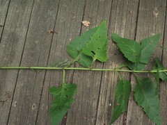 Silphium perfoliatum perfoliatum