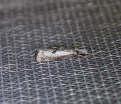 Microcrambus croesus
