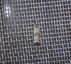Microcrambus croesus