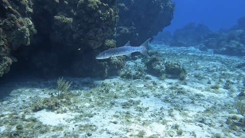 Great barracuda (Sphyraena barracuda) — Sphyraenidae — 5