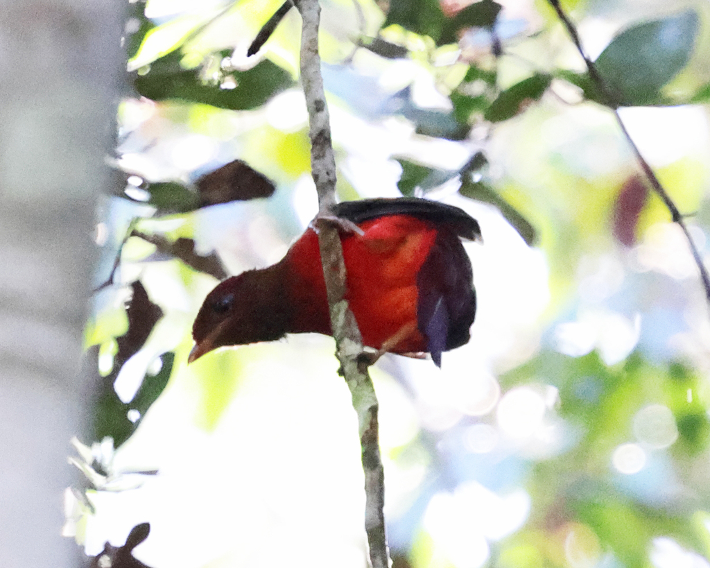 Red Ruffed Cotinga Black-necked Red-Cotinga from RN Allpahuayo Mishana--Instituto Nacional ...
