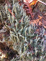 Cladonia cenotea