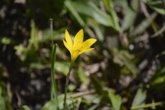 Zephyranthes pulchella