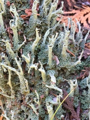 Cladonia cenotea