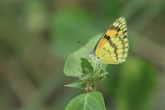 Colotis vesta mutans