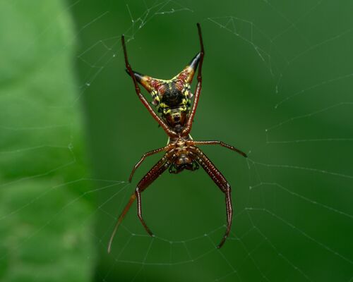 Arrow-shaped Orbweaver photo 6