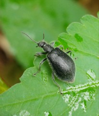 Coleoptera