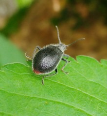 Coleoptera