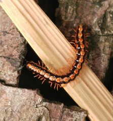 Helicorthomorpha holstii