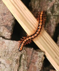 Helicorthomorpha holstii