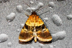 Properigea continens